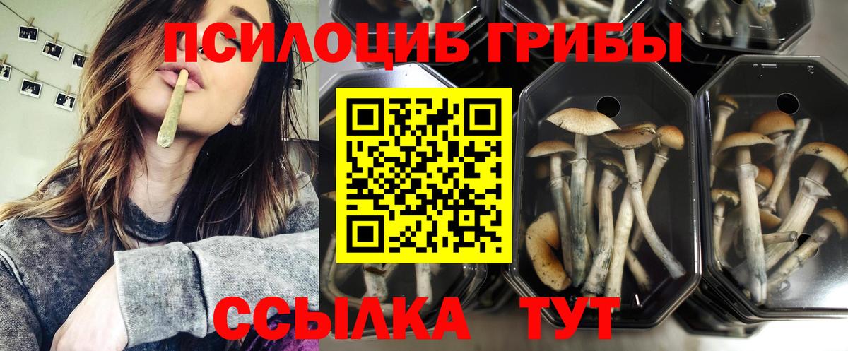 Псилоцибиновые грибы Cubensis Балтийск